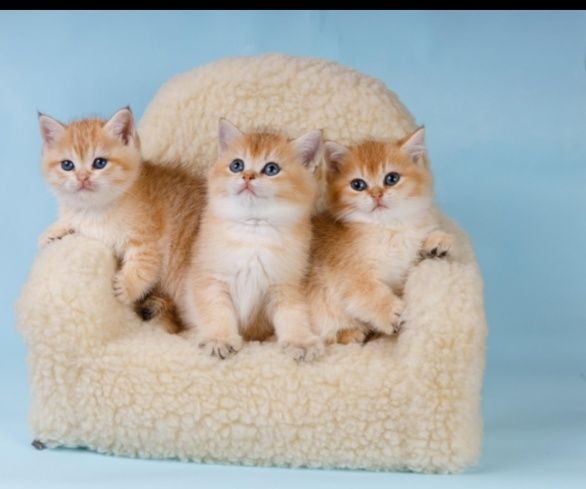 Золотые шиншиллы ny 11