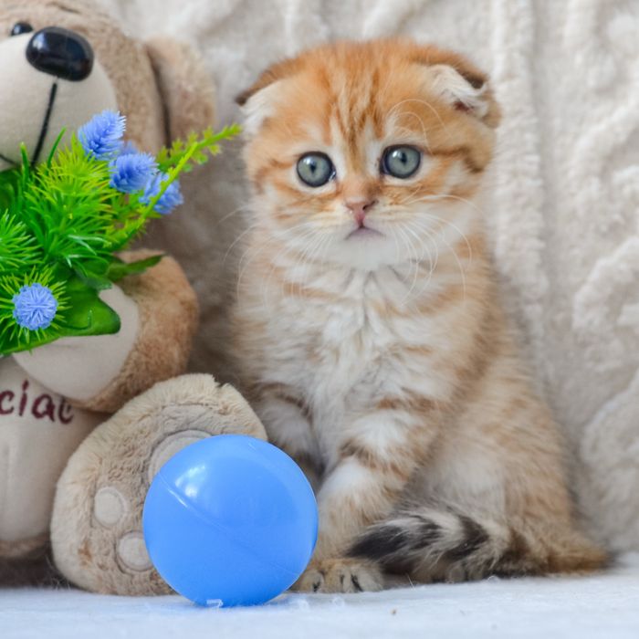 Золотисте диво шукає дім