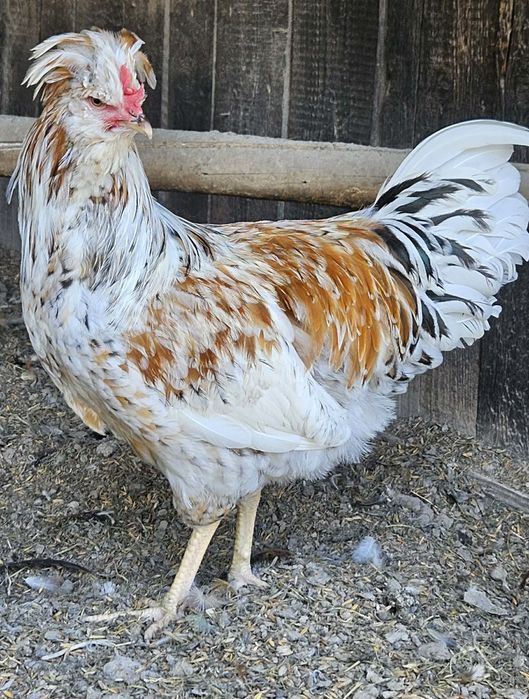 Koguty  czubatki