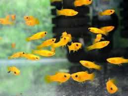 Моллінезія жовта, меченосець, гуппі берлінська