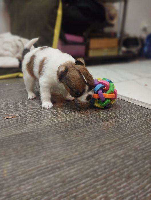 Цуценята чіхуахуа