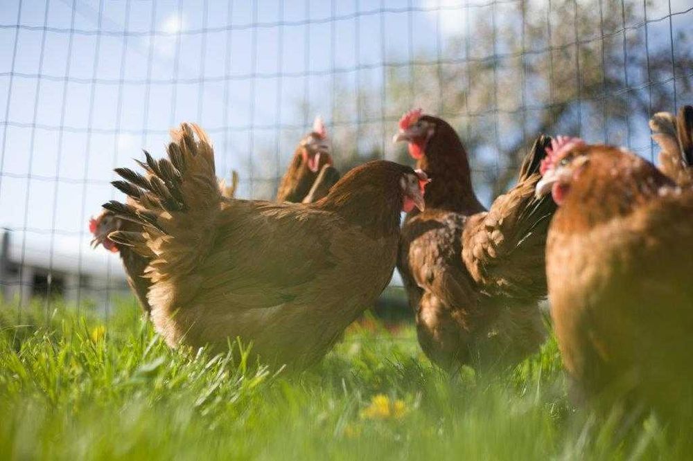 Kury kokoszki nioski Rosa brązowa odchowane na wybieg