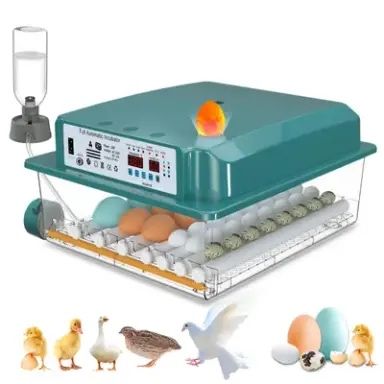 Inkubator Kurzych jaj