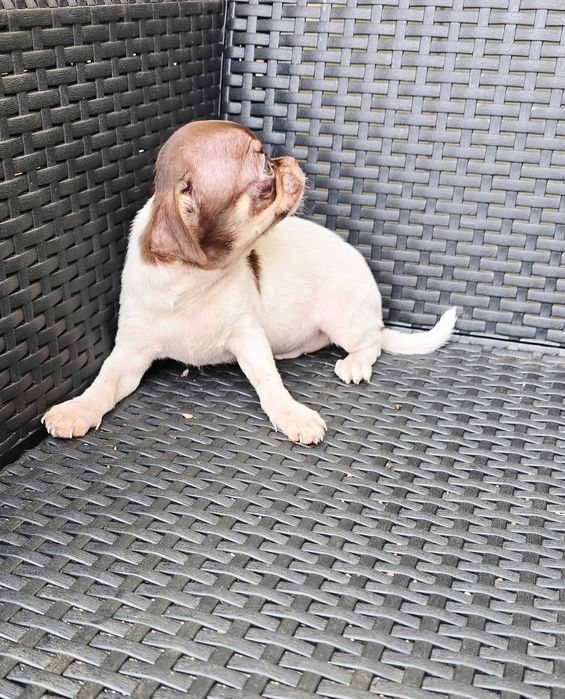 Chihuahua Macho cor Choco Pied bem pequenino