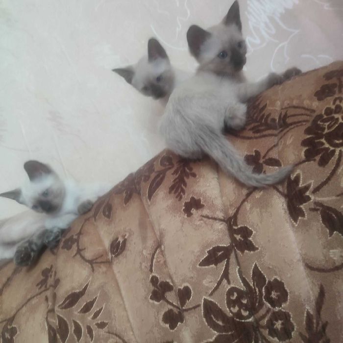 Тайские котята от элитных родителей
