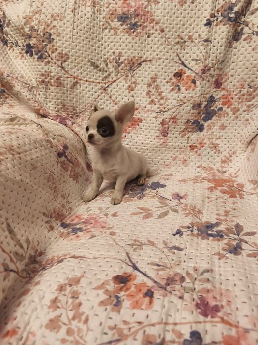 Chihuahua de pêlo curto fêmea
