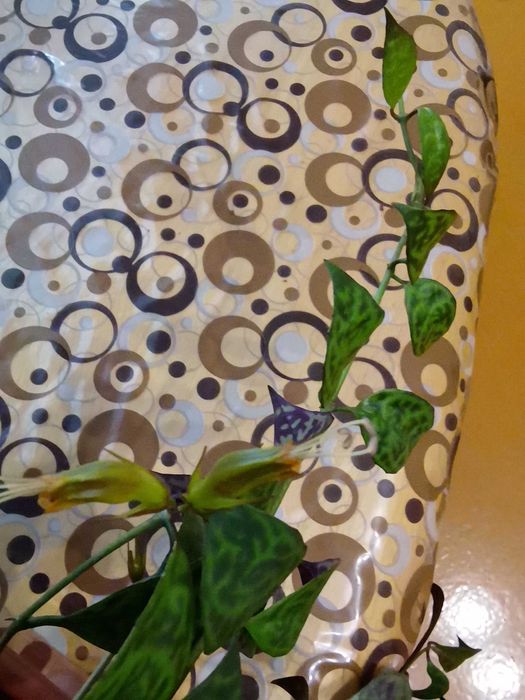 Продам кімнату рослину Есхінантус мрамурний.