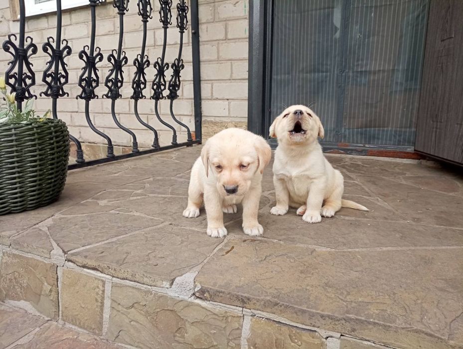 Цуценя породи лабрадор 2 місяці