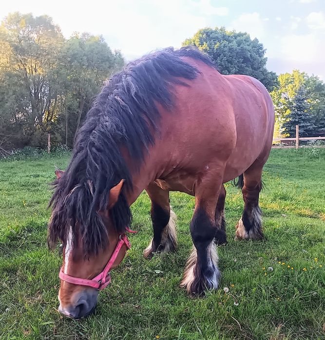 Stanówka  ogierem PKZ