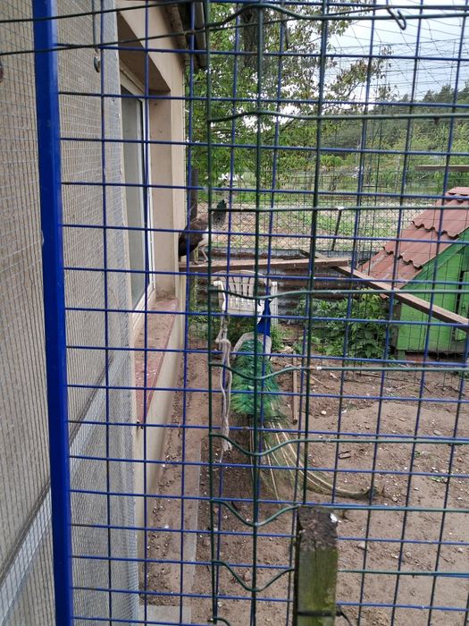 Samice pawie 2023 roku