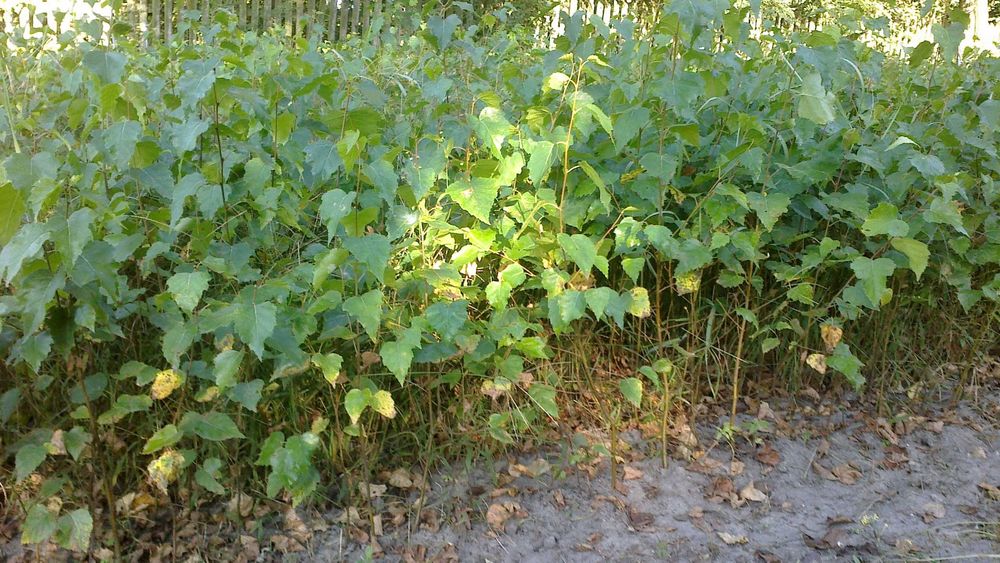 Brzoza Sadzonki 30-50 cm 60 gr PRODUCENT