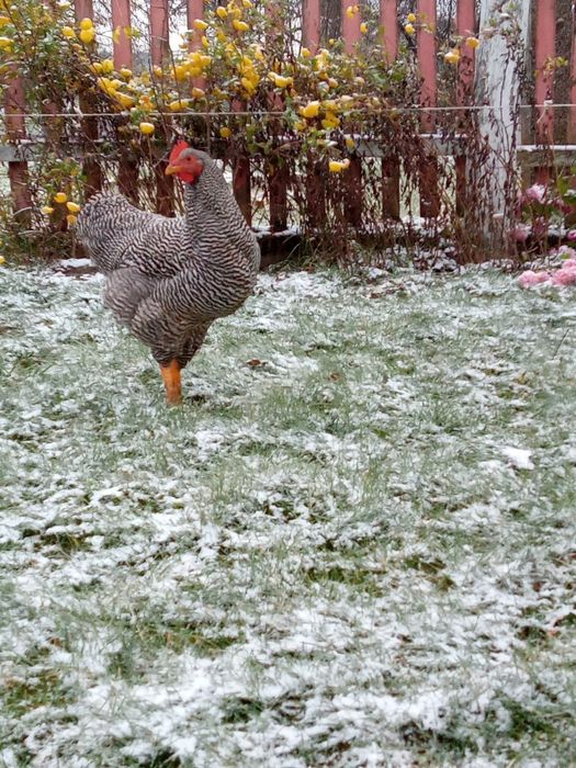 Амрокс кури, інкубаційне яйце, курчата підрощена птиця
