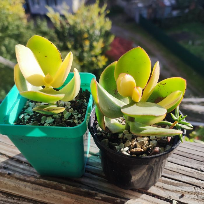 Echeveria, aeonium рідкість