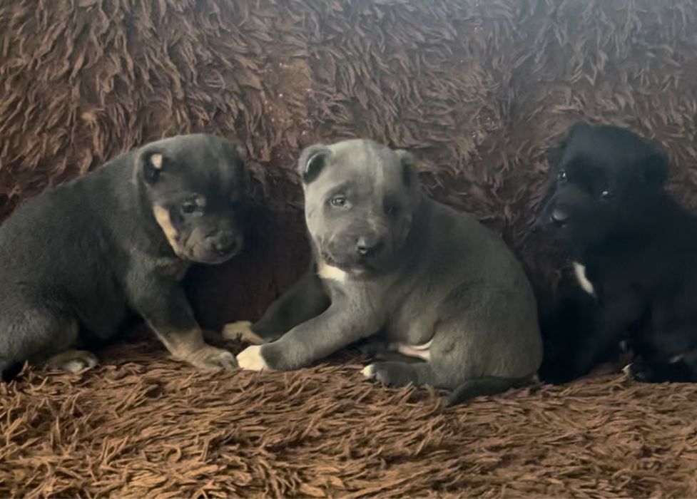 Продаються  екслюзивні Цуценята породи АЛАКАРО!!!