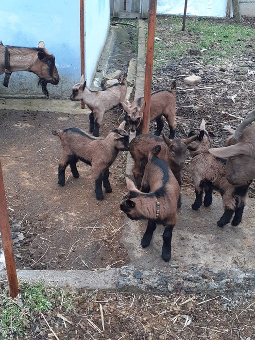 Продам козлят (альпо-чехи)