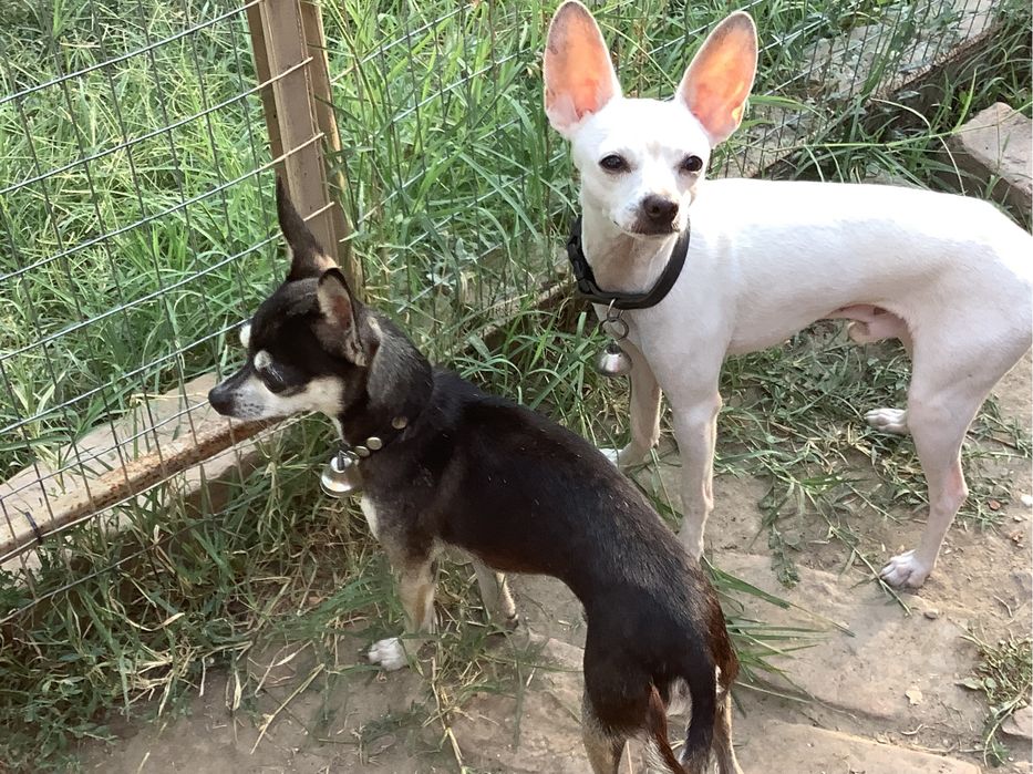 Вязка —   той терьеров, чихуахуашек.г. Измаил