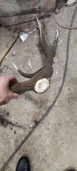 Продам Рог Оленя