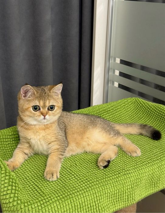 Шотландский мальчик золотая шиншилла