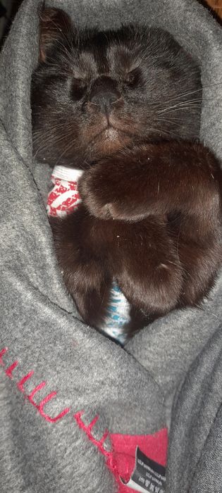 Віддаємо лагідного котика. Сумка-переноска в подарунок