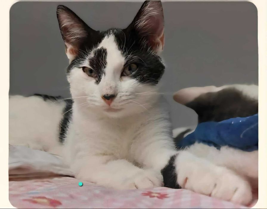 Cztery młode ok. 6 miesięczne (3 kotki i 1 koteczka )