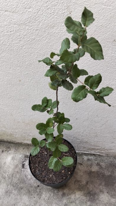 Jovem sobreiro com 60 cm em vaso