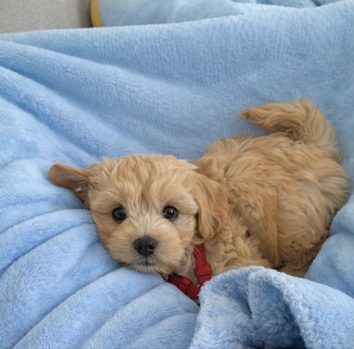 Малеча Мальтіпу f1.