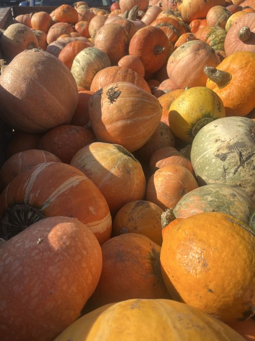 Dynia  rożne rozmiery halloween