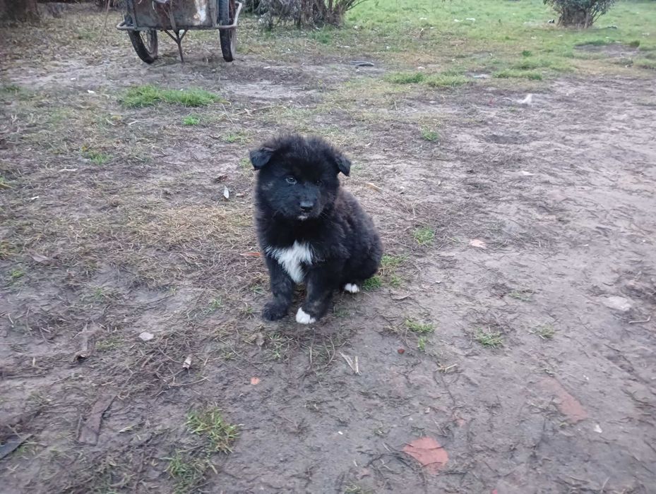 Pieski szukają nowego domu