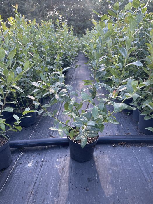 Лохина саджанці / голубика саженцы 2–5 років | великі кущі