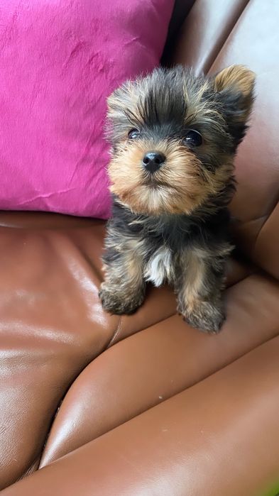 Міні йорки та мікро