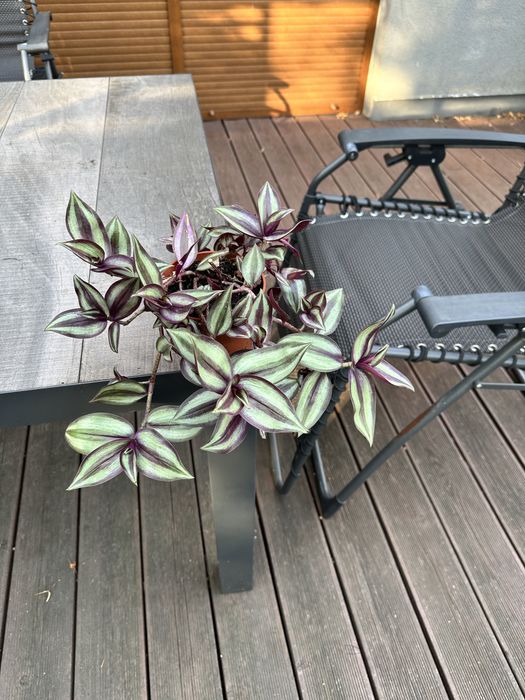 Trzykrotka w doniczne ok 12 cm