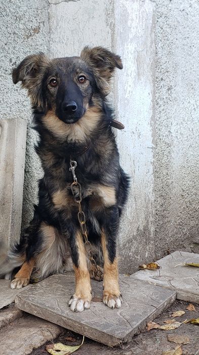 Щенок Куська в хорошие ручки