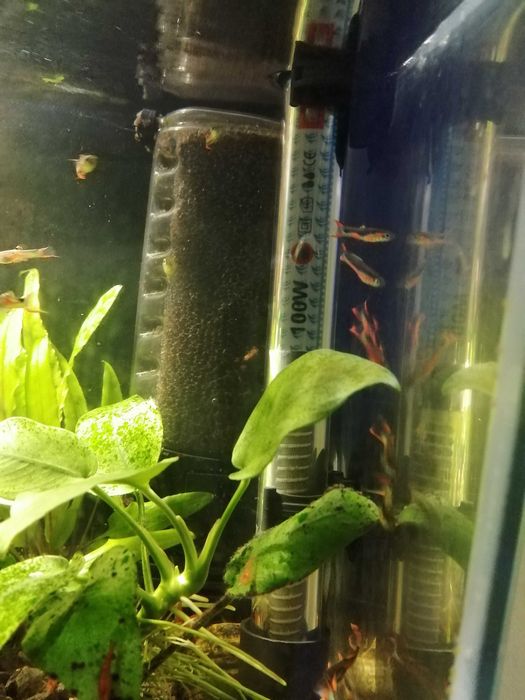 Krewetki na kranówce głównie czerwone