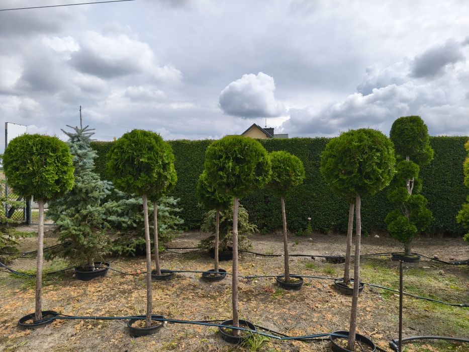 Bonsai Tuja  brabant formowana w kulę