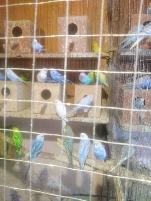 Продаю домашні птахів.