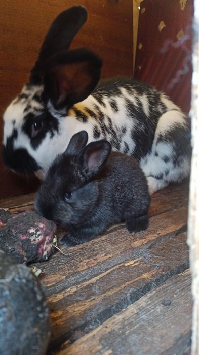 Продам пушистиков (кролики)