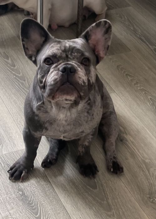 Французкий бульдог три года