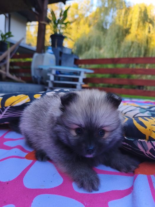 Szpic miniaturowy - pomeranian - piękna suczka