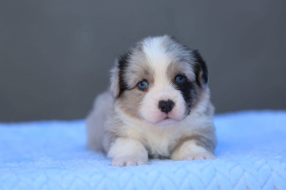 Малюки вельш коргі кардигани