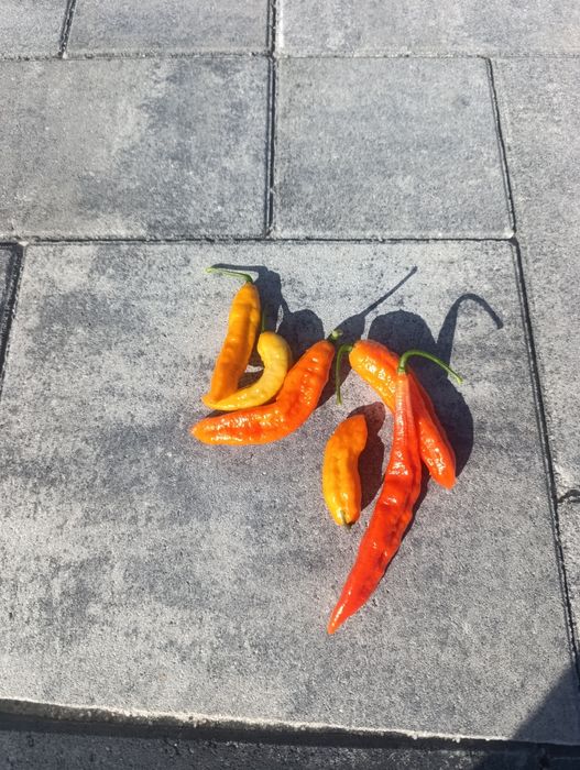Papryka Ghost Pepper 100gr