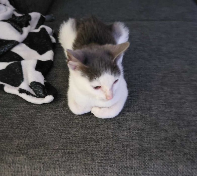 Kot samiec ok. 5 miesiecy