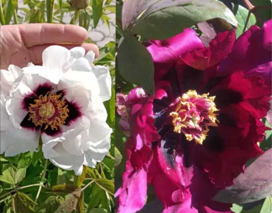 пион древовидный семена= сборка 2025 август(цена за 1шт)