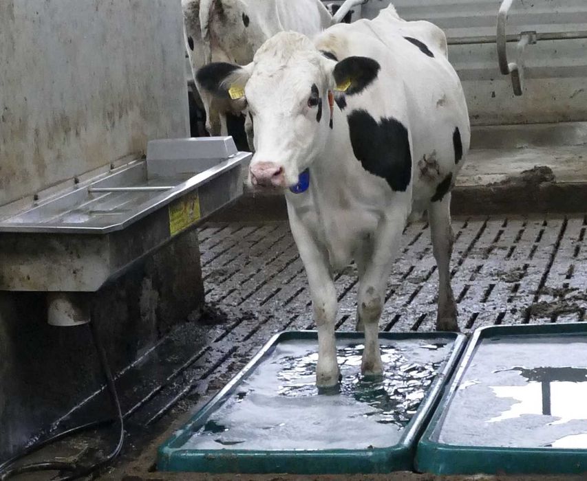 Wanna kuweta do dezynfekcji racic, kąpieli racic SUEVIA