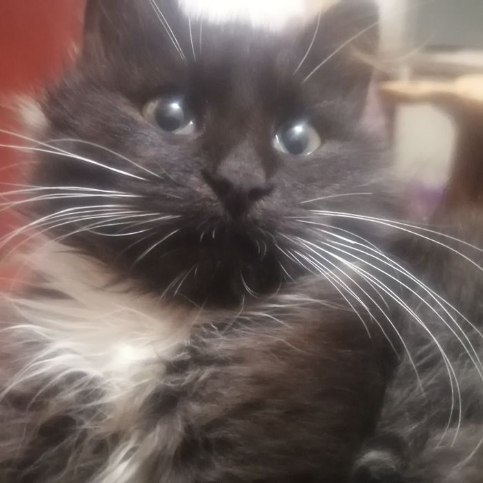 Віддам котика на перетримку