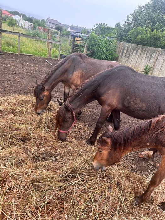 Ponei femea/garrana 3 anos, livros verde