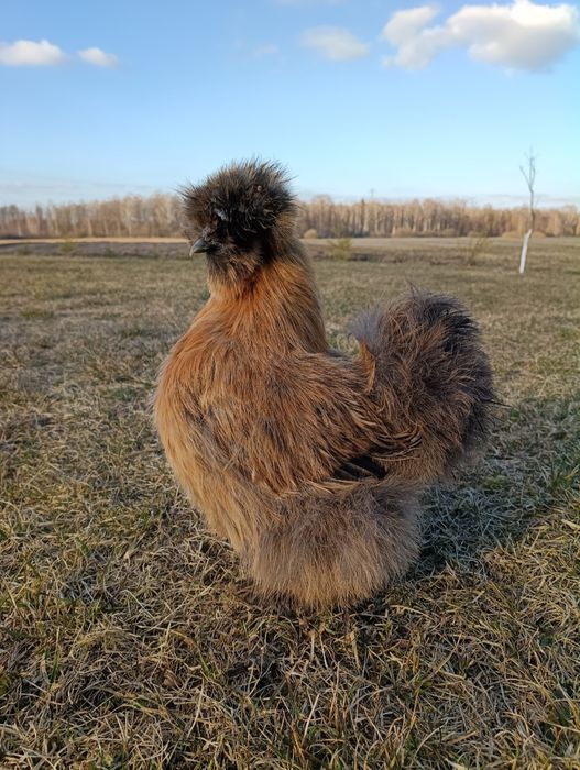 Jaja lęgowe silki jedwabistej