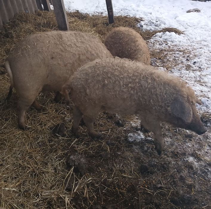 Поросята,свині мангалиця чистопородна.