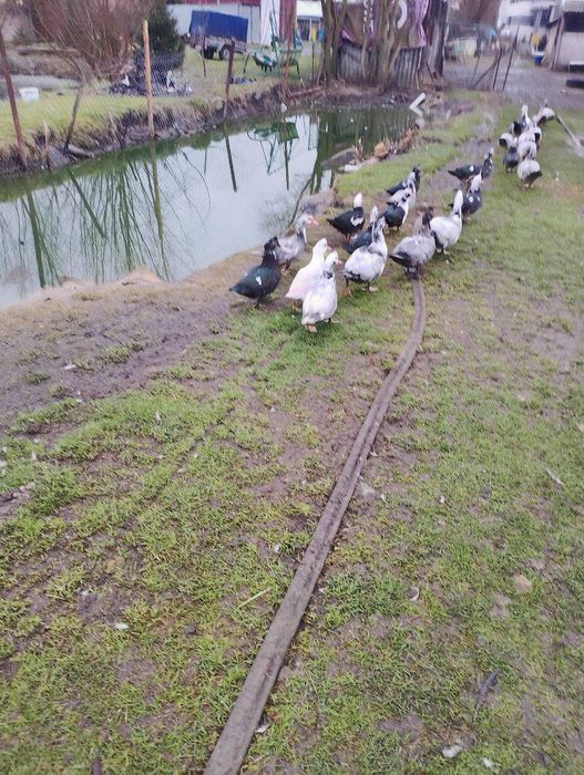 Sprzedam kaczki i kaczry