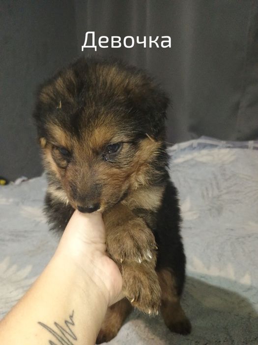 Щенки немецкой овчарки