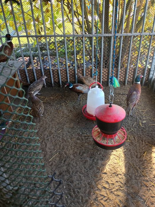 Sprzedam bażanty łowne polne